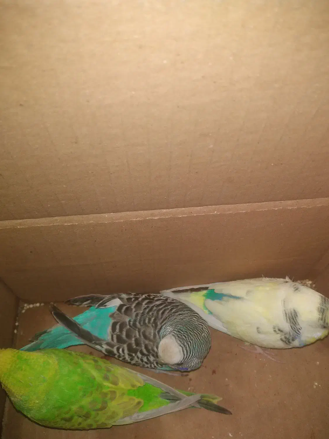 سه عدد مرغ عشق|پرنده|خمینی‌شهر, |دیوار