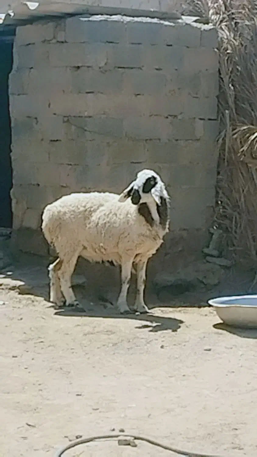میش بابره نرفروشی فوری|حیوانات مزرعه|ریگ ملک, |دیوار