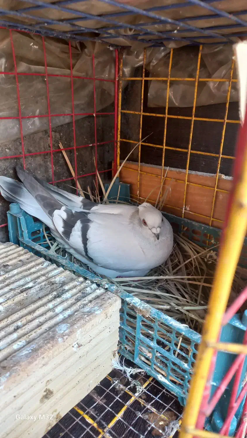 ماده شامی|پرنده|شوشتر, |دیوار