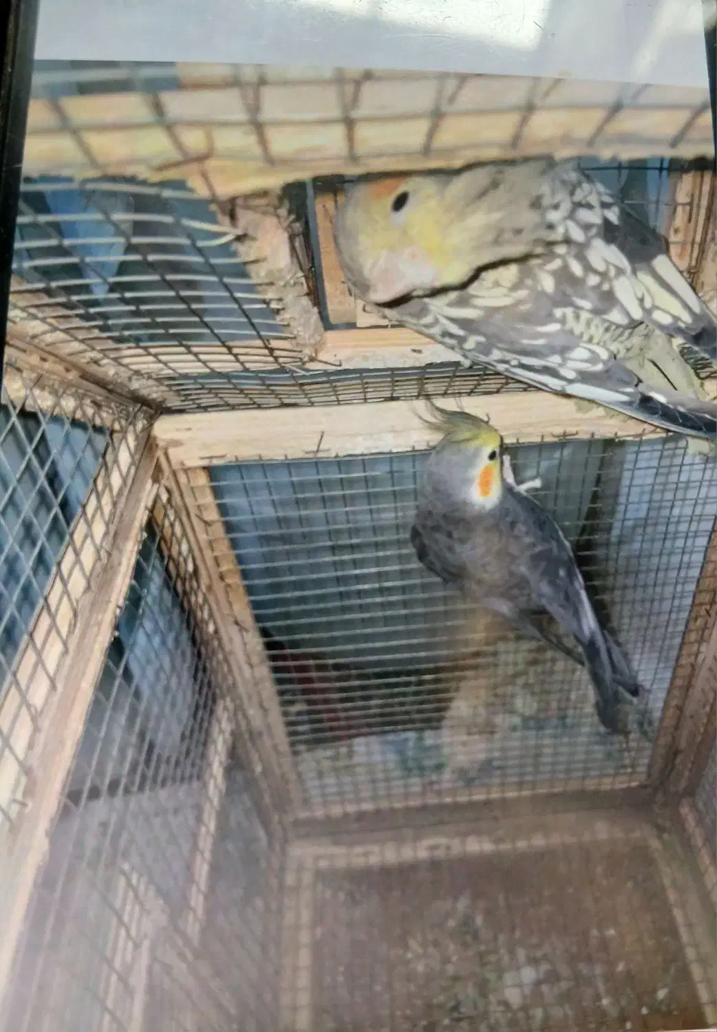 عروس هلندی|پرنده|مینودشت, |دیوار