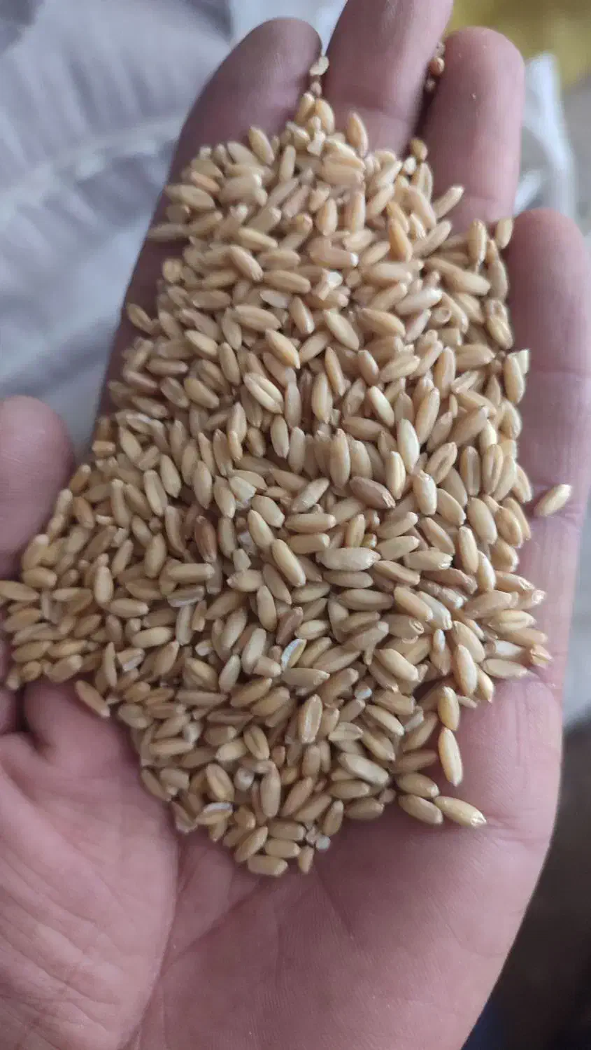 بذرگندم|خدمات باغبانی و درختکاری|نظر کهریزی, |دیوار