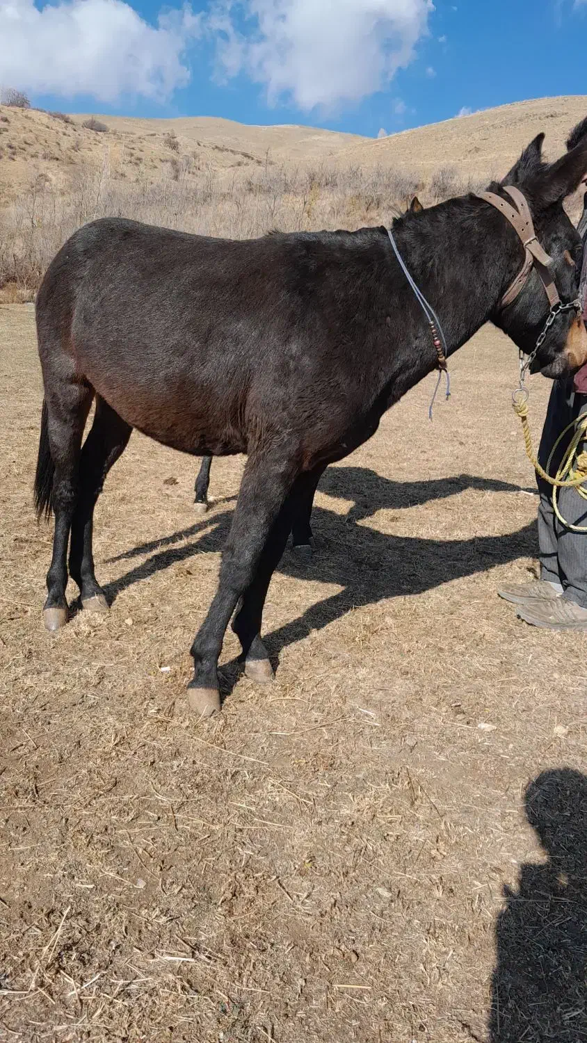 قاطرنر18ماهه آخته شده|حیوانات مزرعه|انگوران, |دیوار