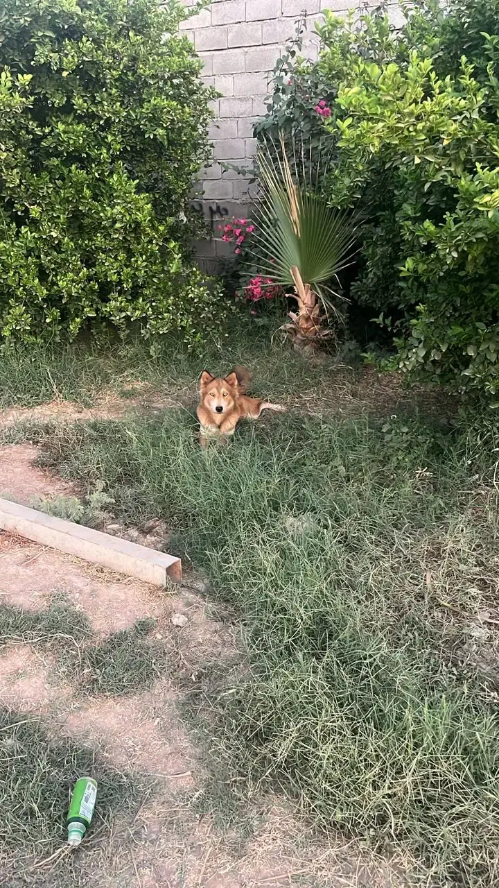 واگذاری|سگ|اهواز, آریاشهر|دیوار