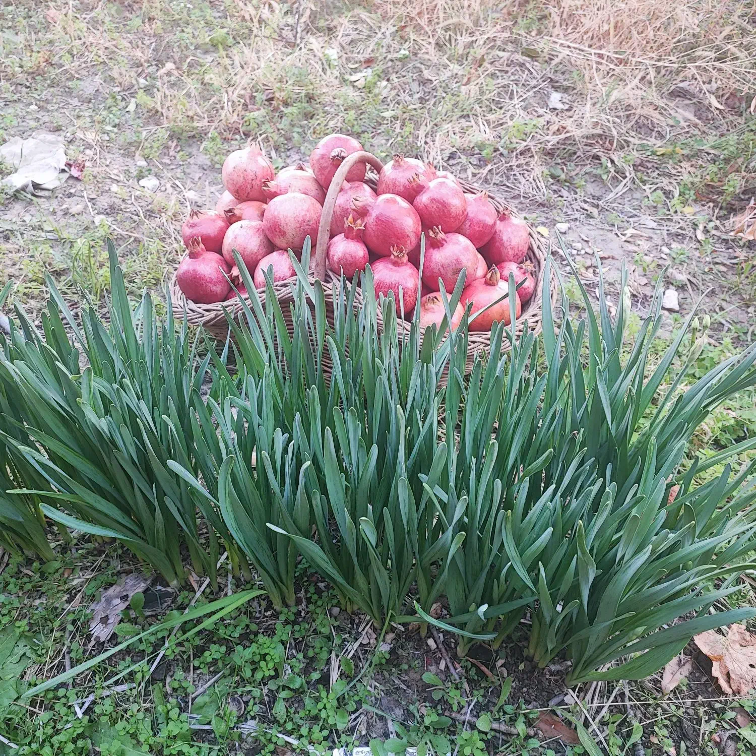 باغ مهارلو|فروش دفتر صنعتی، کشاورزی، تجاری|کوهنجان, |دیوار