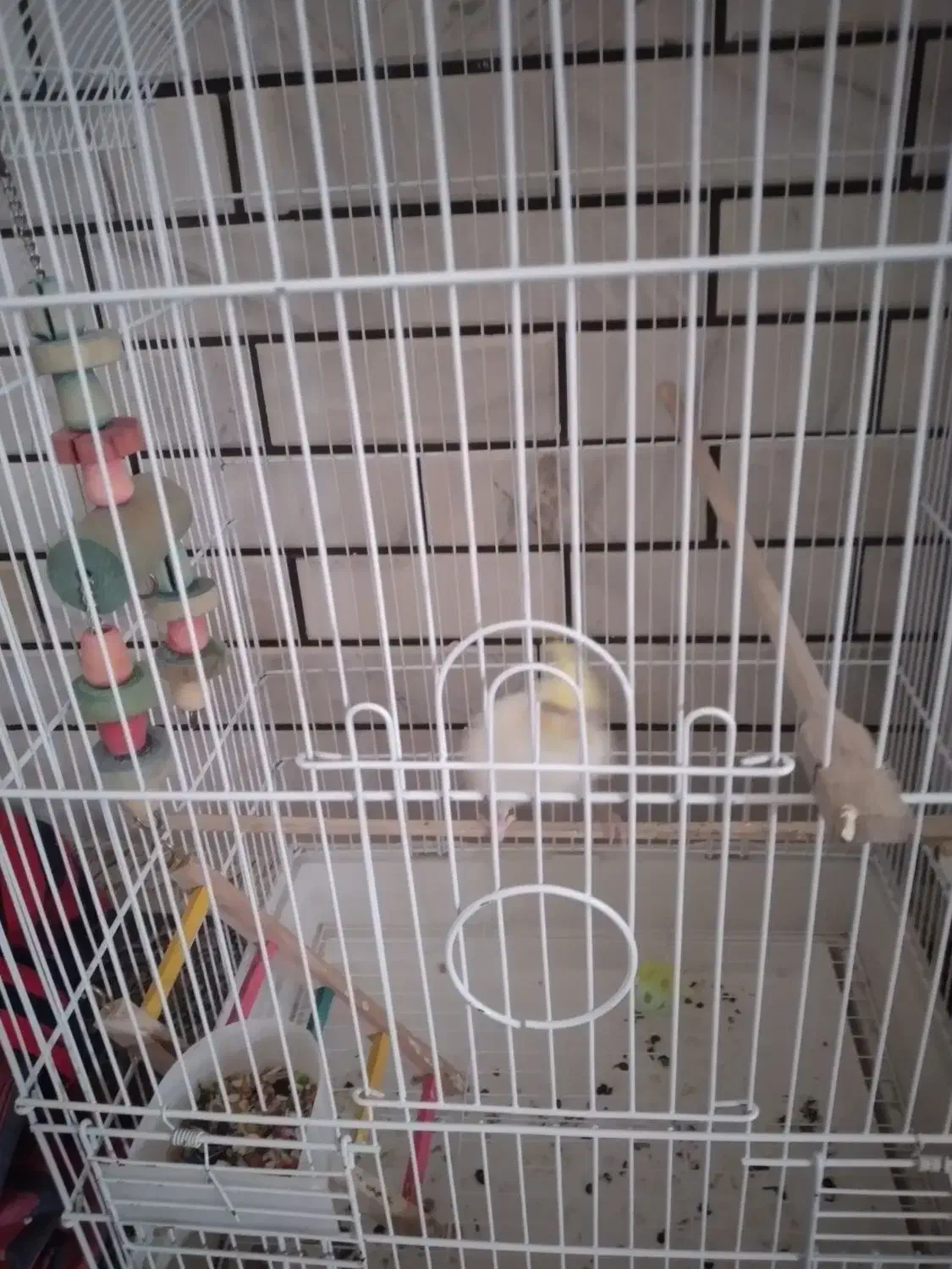 عروس هلندی لوتینو|پرنده|شوش, |دیوار