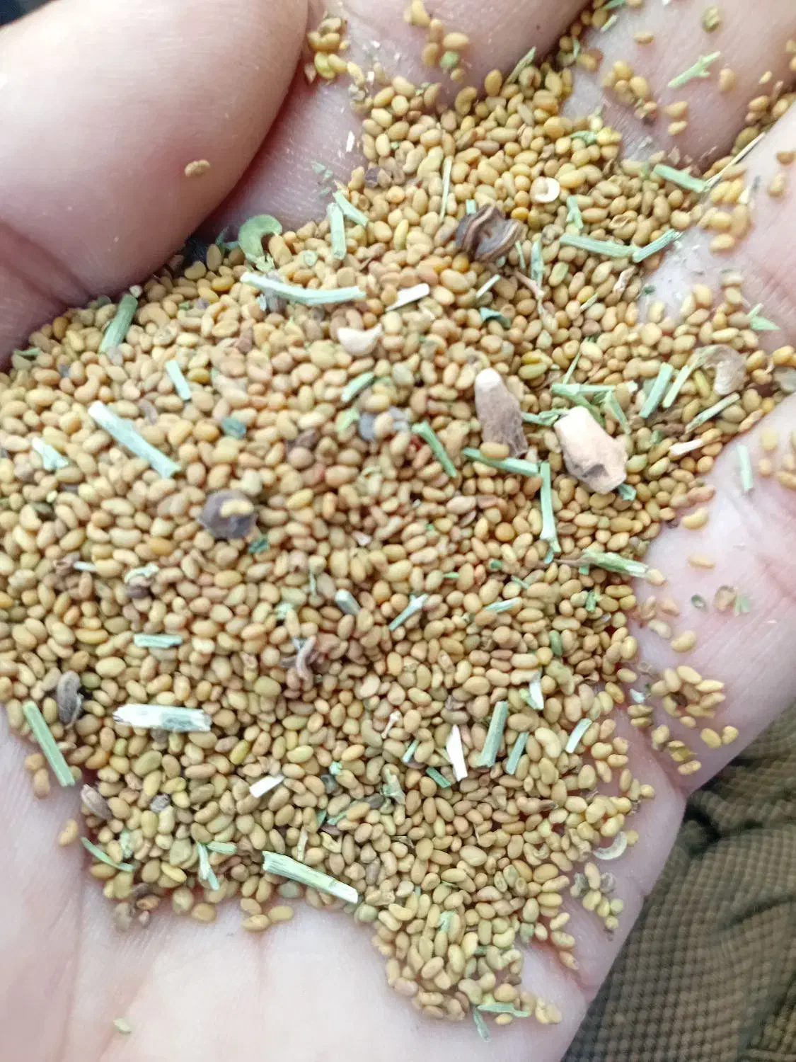 بذر یونجه محلی|عمدهفروشی|کهنوج, |دیوار