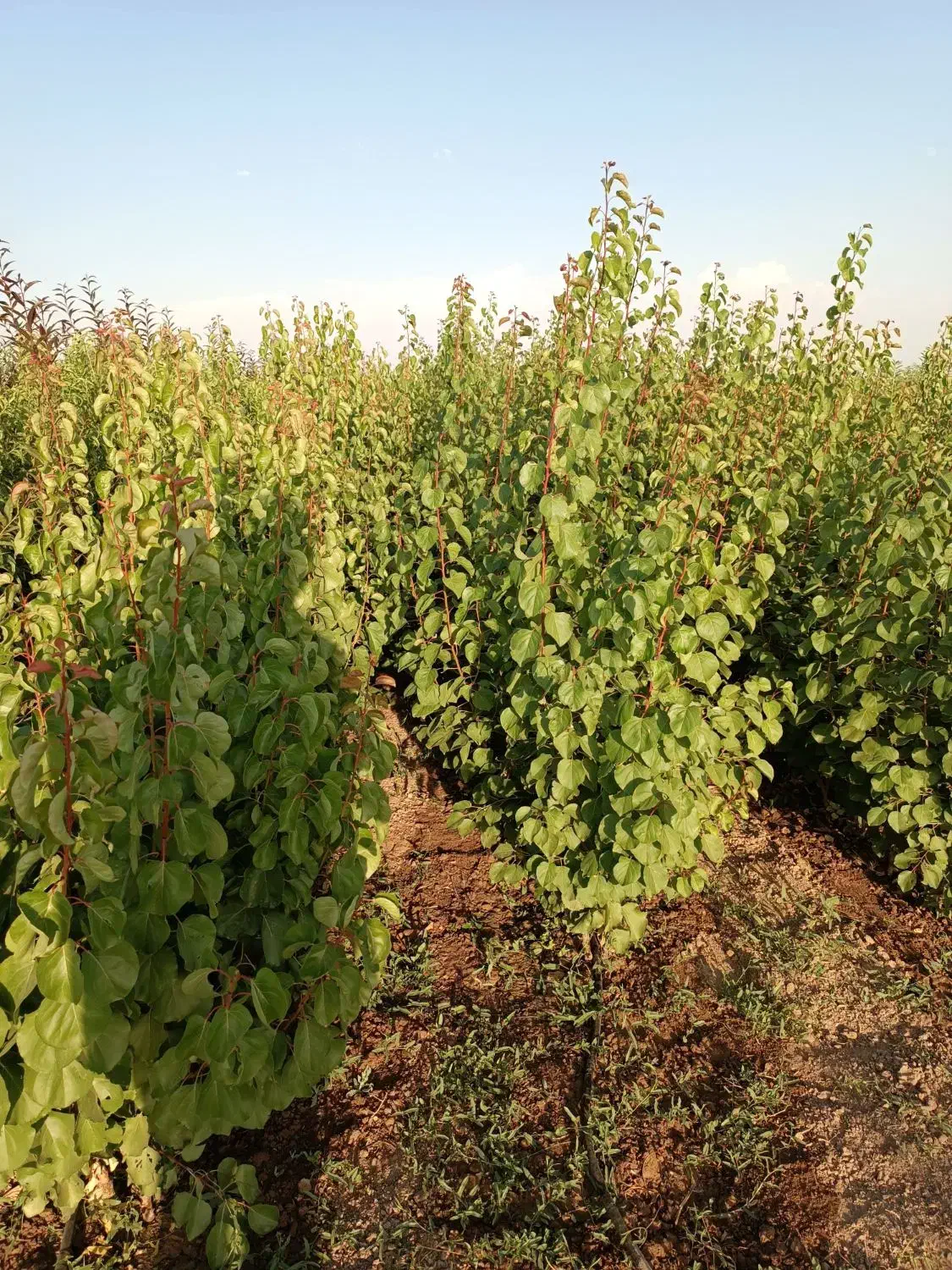 تولید و فروش نهال شناسه دار ۴۰ سال سابقه|خدمات باغبانی و درختکاری|شبستر, |دیوار