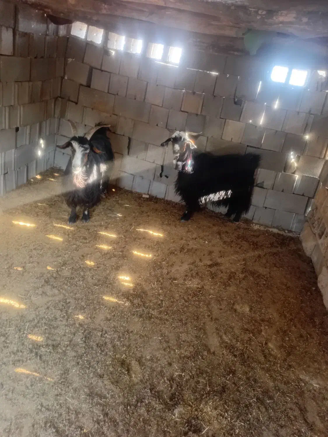 ۳راس بز داشتی آبستن بفروش میرسدقیمت ۳۶ملیون|حیوانات مزرعه|ایذه, |دیوار