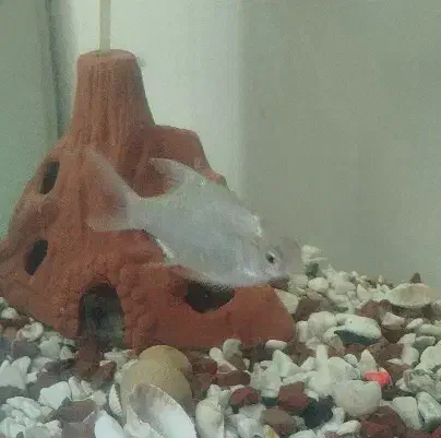 ماهی بارب|ماهی|مریوان, |دیوار