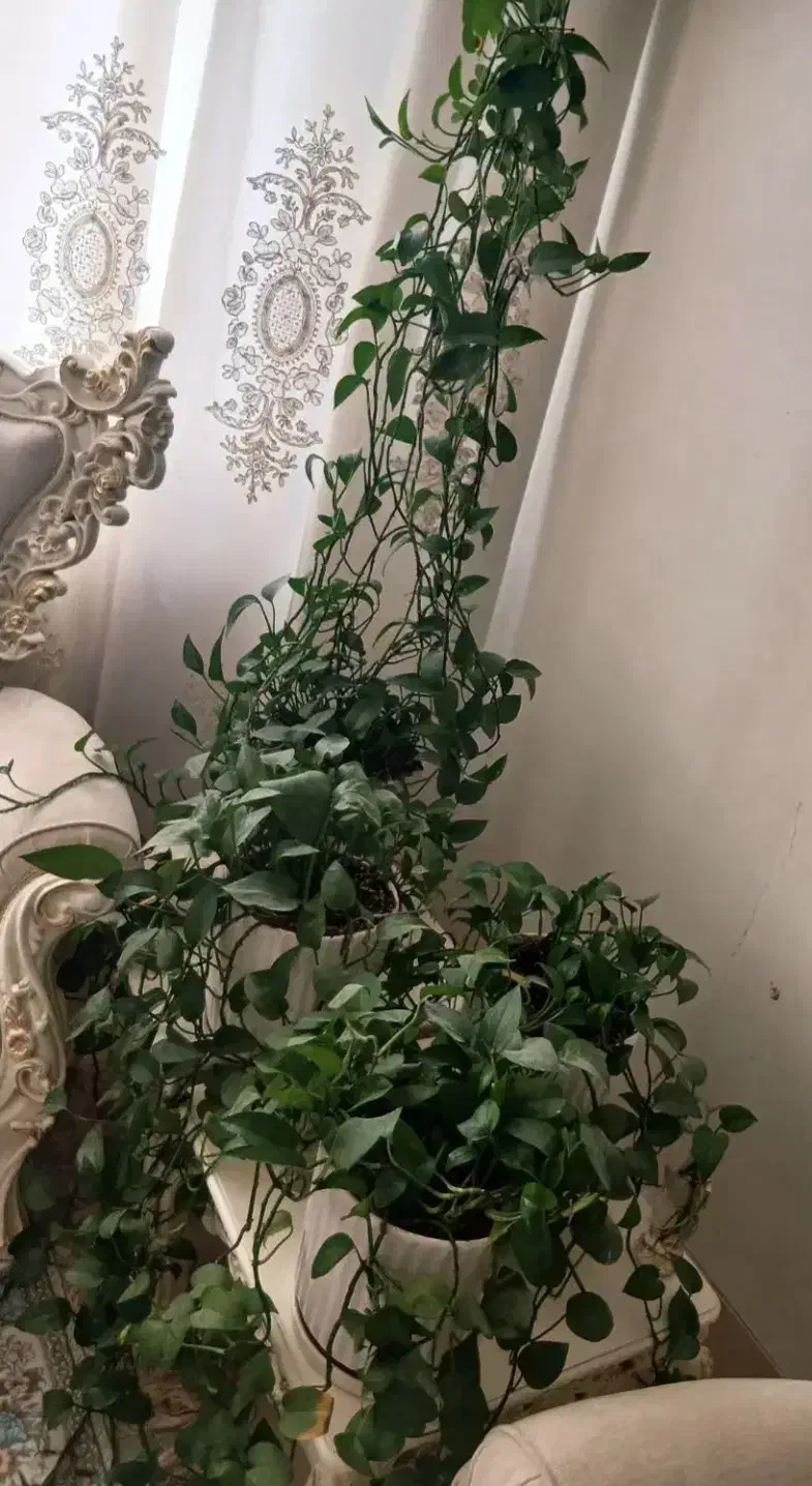 پتوس|گل و گیاه طبیعی|قم, کلهری|دیوار