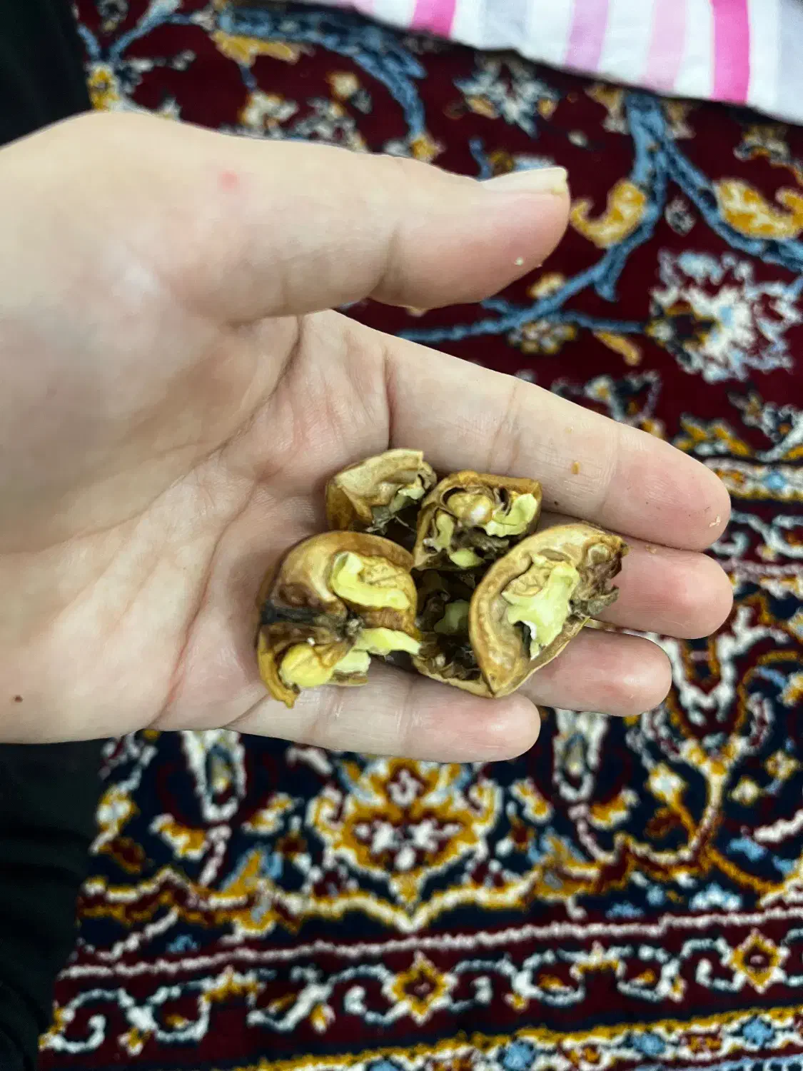 گردو مغزسفیدجهت سمنو|خوردنی و آشامیدنی|شیراز, شهرک مهدیه|دیوار