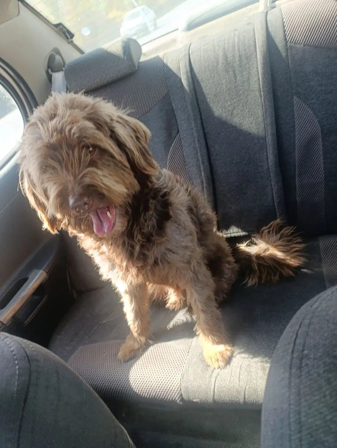 سگ شیتسو  پودل  معاوضه با سیستم باند|سگ|تهران, تهرانپارس غربی|دیوار