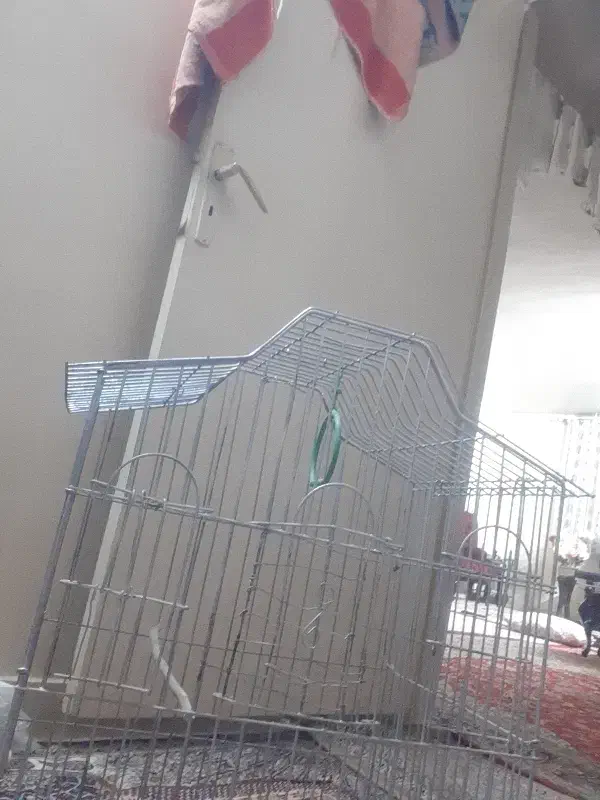 قفس کاسکو وطوطی|لوازم جانبی حیوانات|ری, بیبی شهر بانو|دیوار