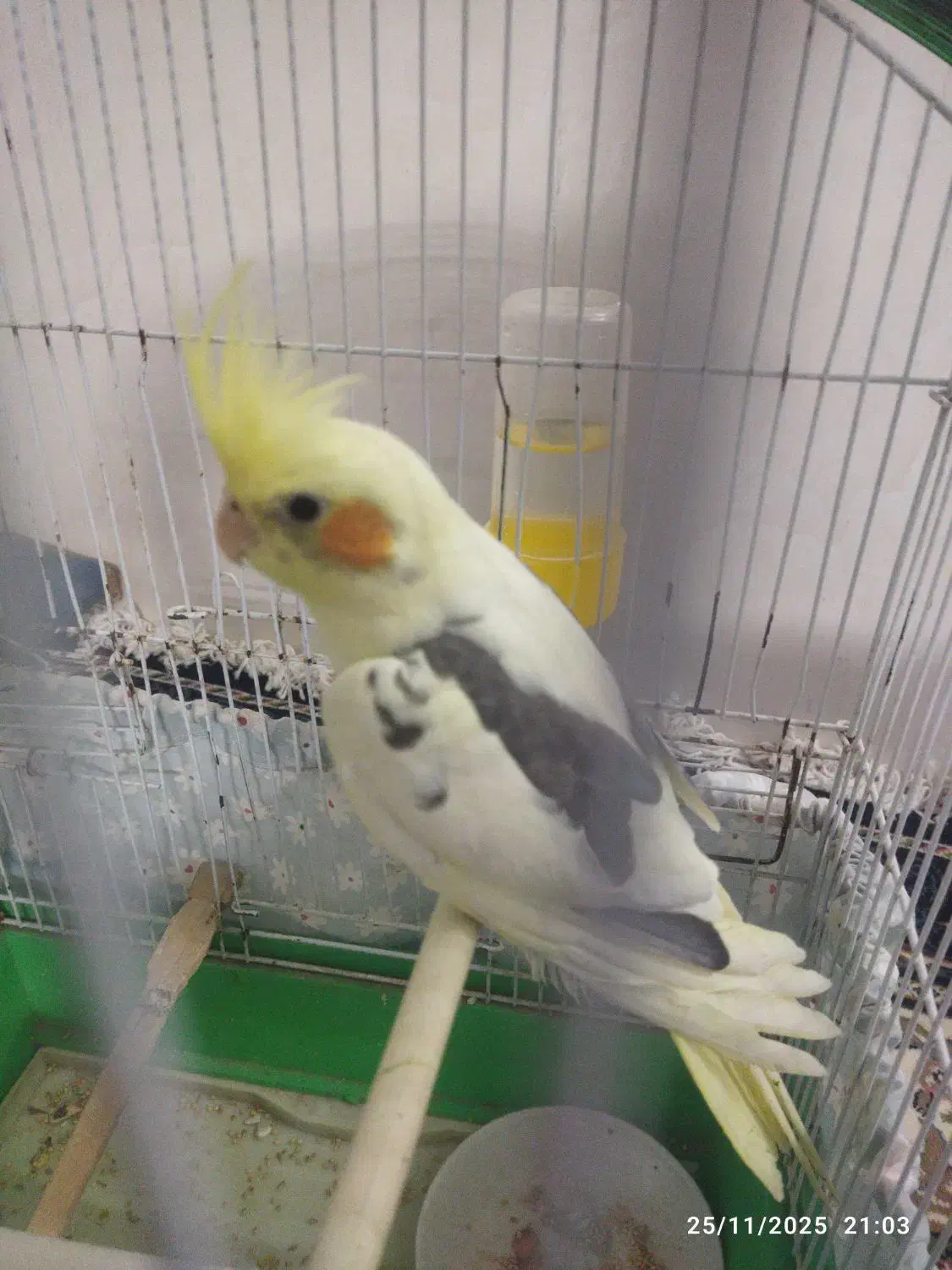 جوجه دوکت|پرنده|سبزوار, باهنر|دیوار