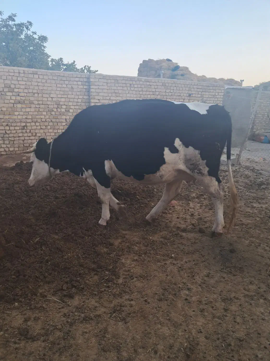 گاو سیمینتال جوان|حیوانات مزرعه|ضیاء آباد, |دیوار