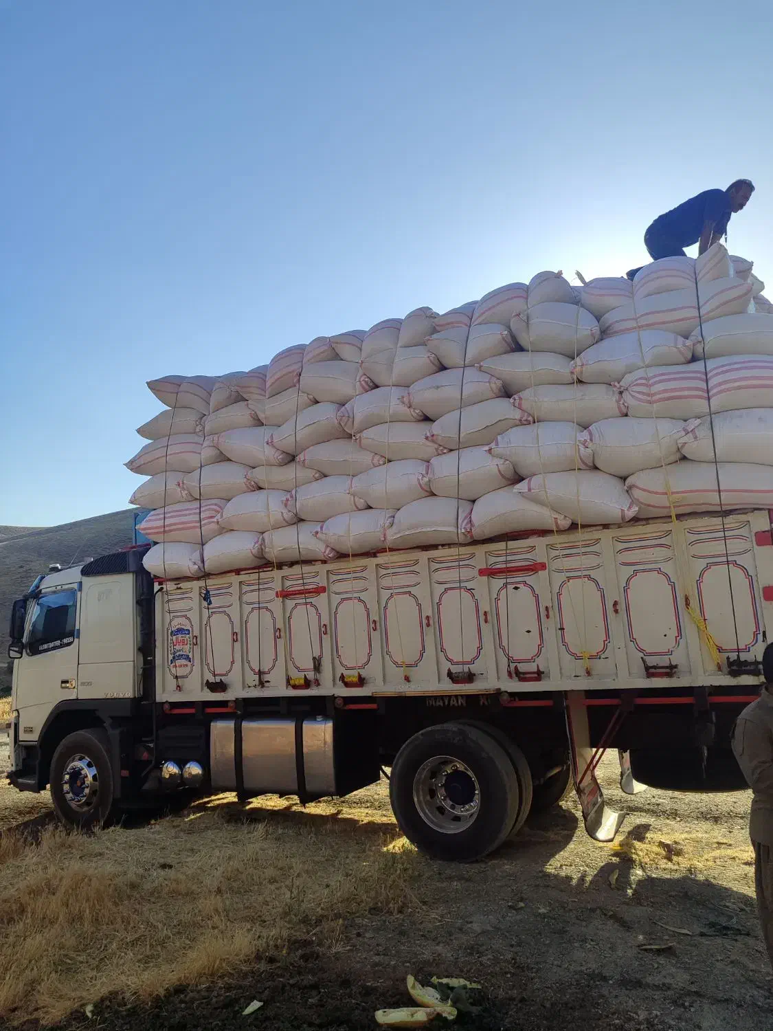 فروش کاه نرم خرمنکوب|خدمات باغبانی و درختکاری|یزد, |دیوار