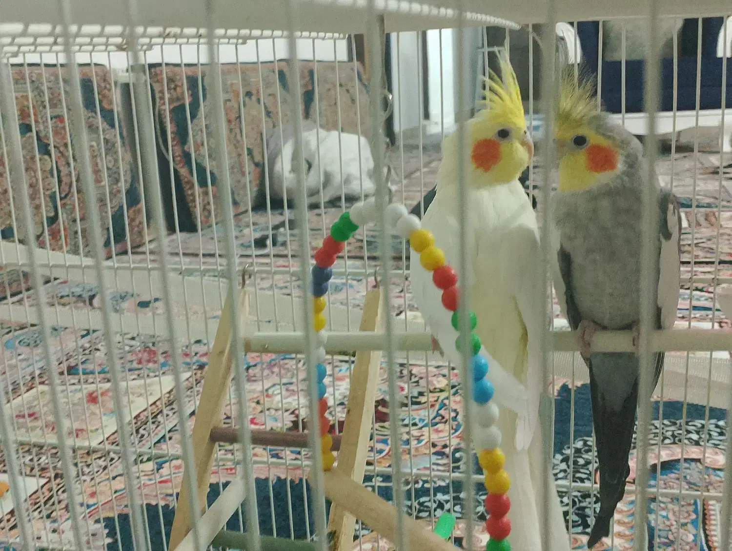 عروس هلندی|پرنده|قائن, |دیوار