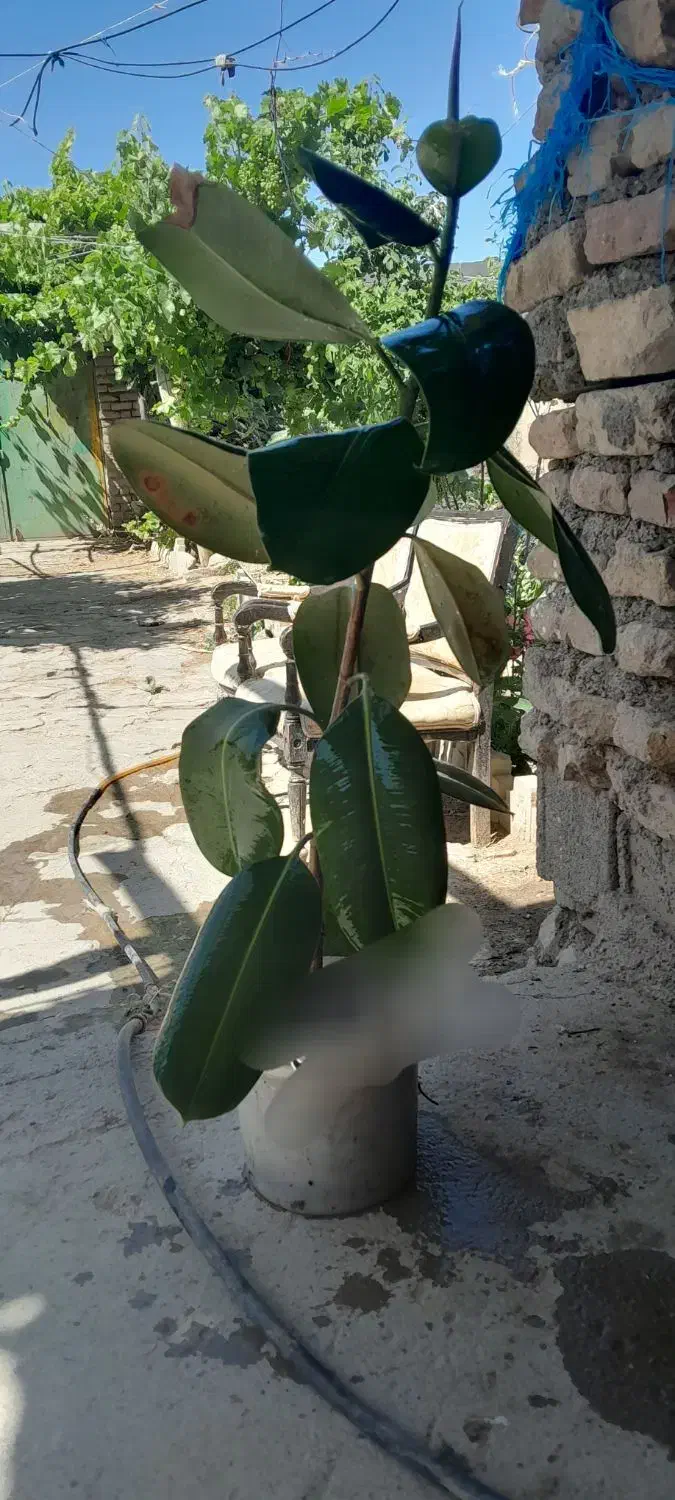 گل طبیعی|گل و گیاه طبیعی|چناران, |دیوار