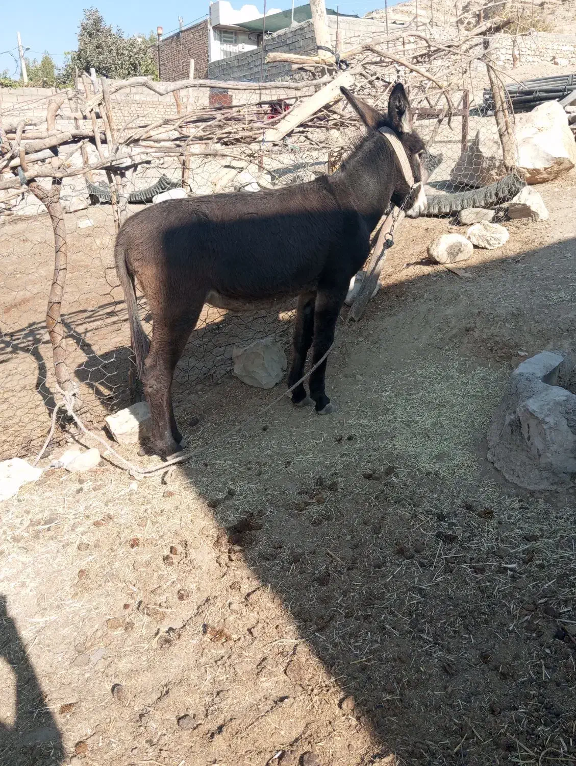 الاغ ماده|حیوانات مزرعه|ویسیان, |دیوار