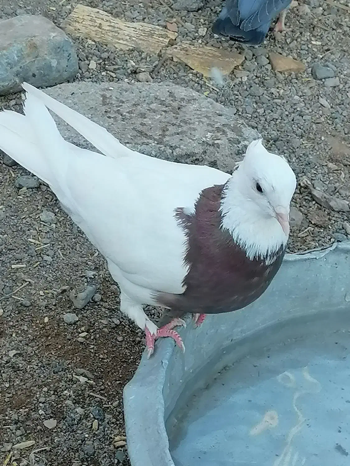 دوعدد طوقی ماده کلاهی عروسک|پرنده|گنبکی, |دیوار