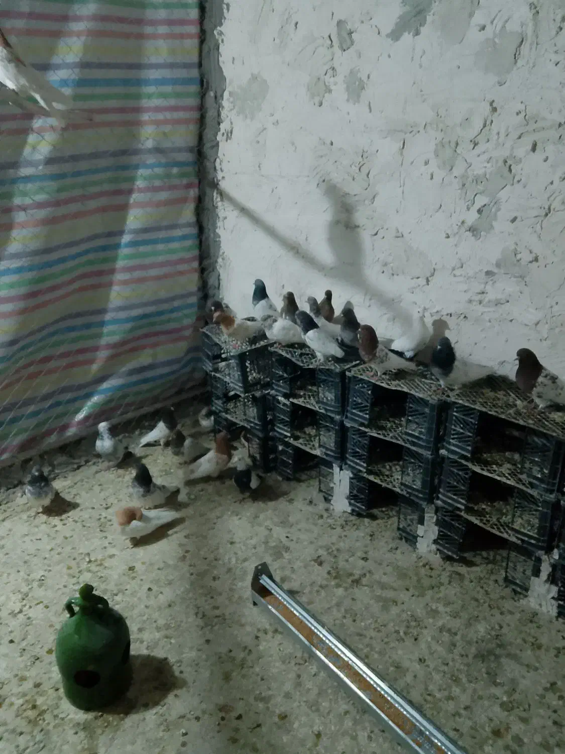 کبوتر پرشی|پرنده|فامنین, |دیوار