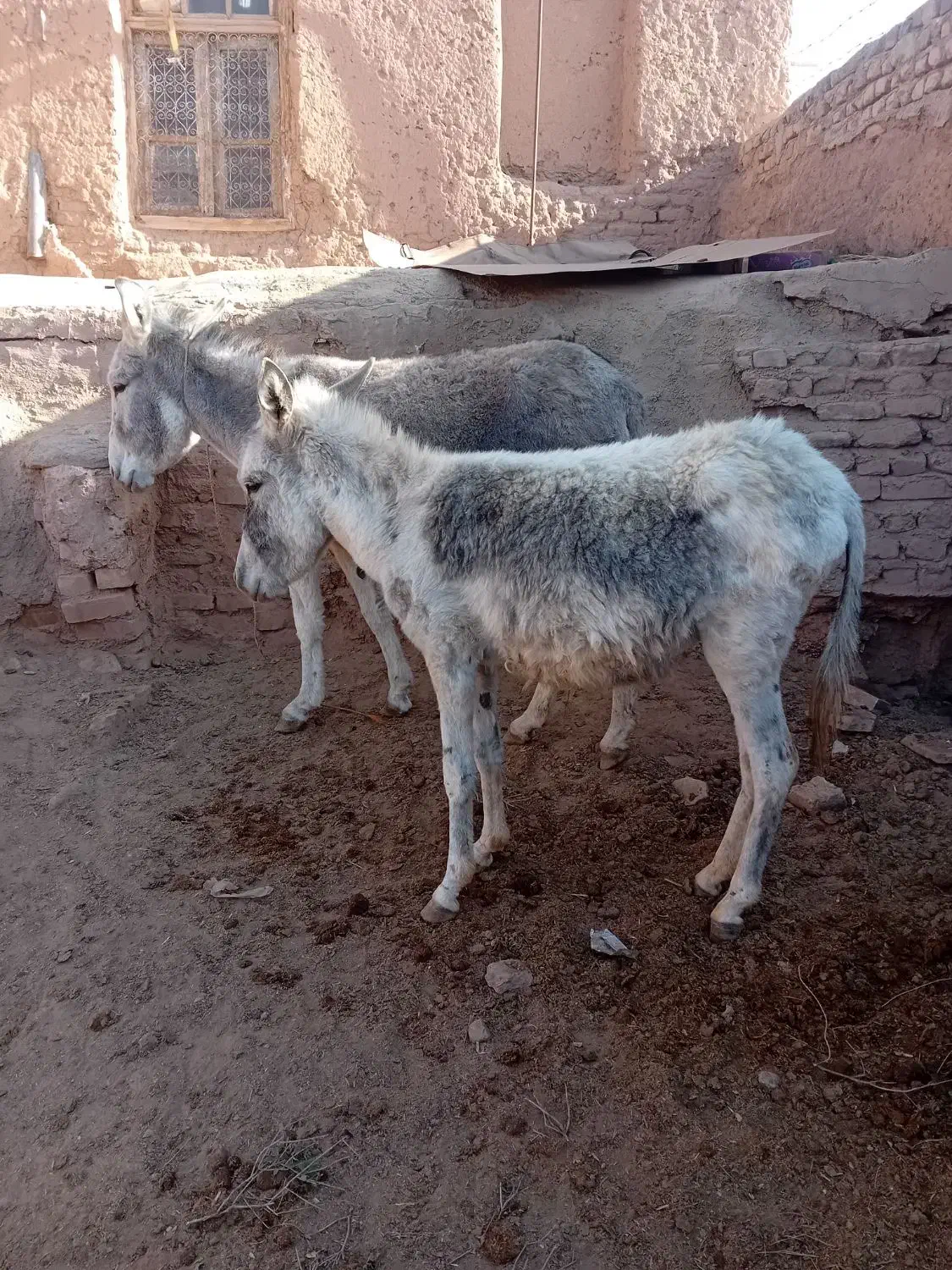 خراروم|حیوانات مزرعه|نیشابور, شهرکهنه|دیوار