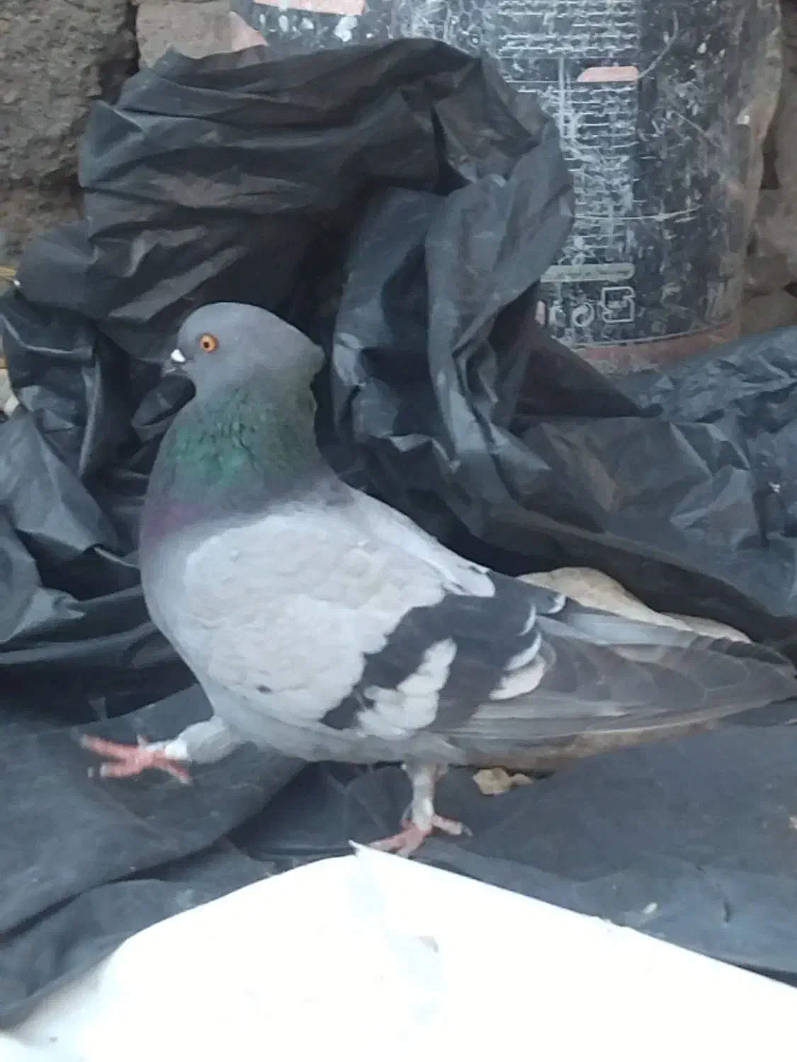 یک سبز کلای ماد چنگ ریز|پرنده|جیرفت, |دیوار