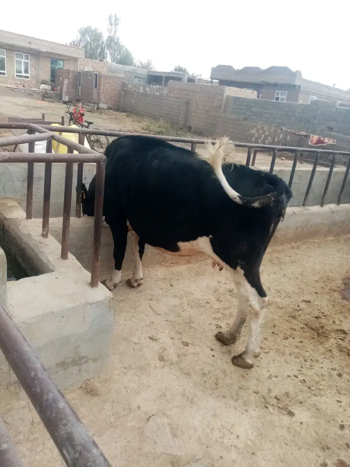 4 ماه ضمانتی آبستن می باشد 7کیلوشیر|حیوانات مزرعه|فیروزآباد (آذربایجان), |دیوار