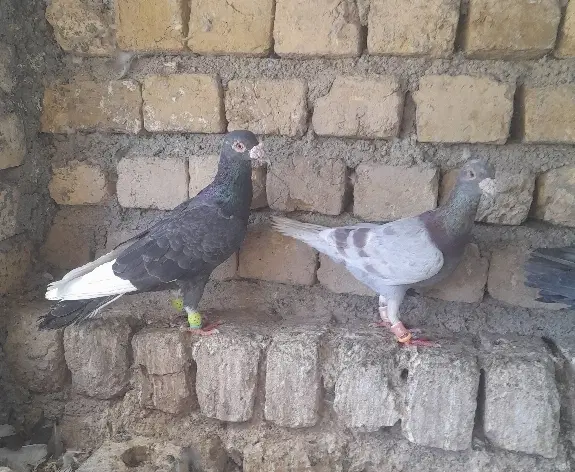 کفتر|پرنده|گلمکان, |دیوار