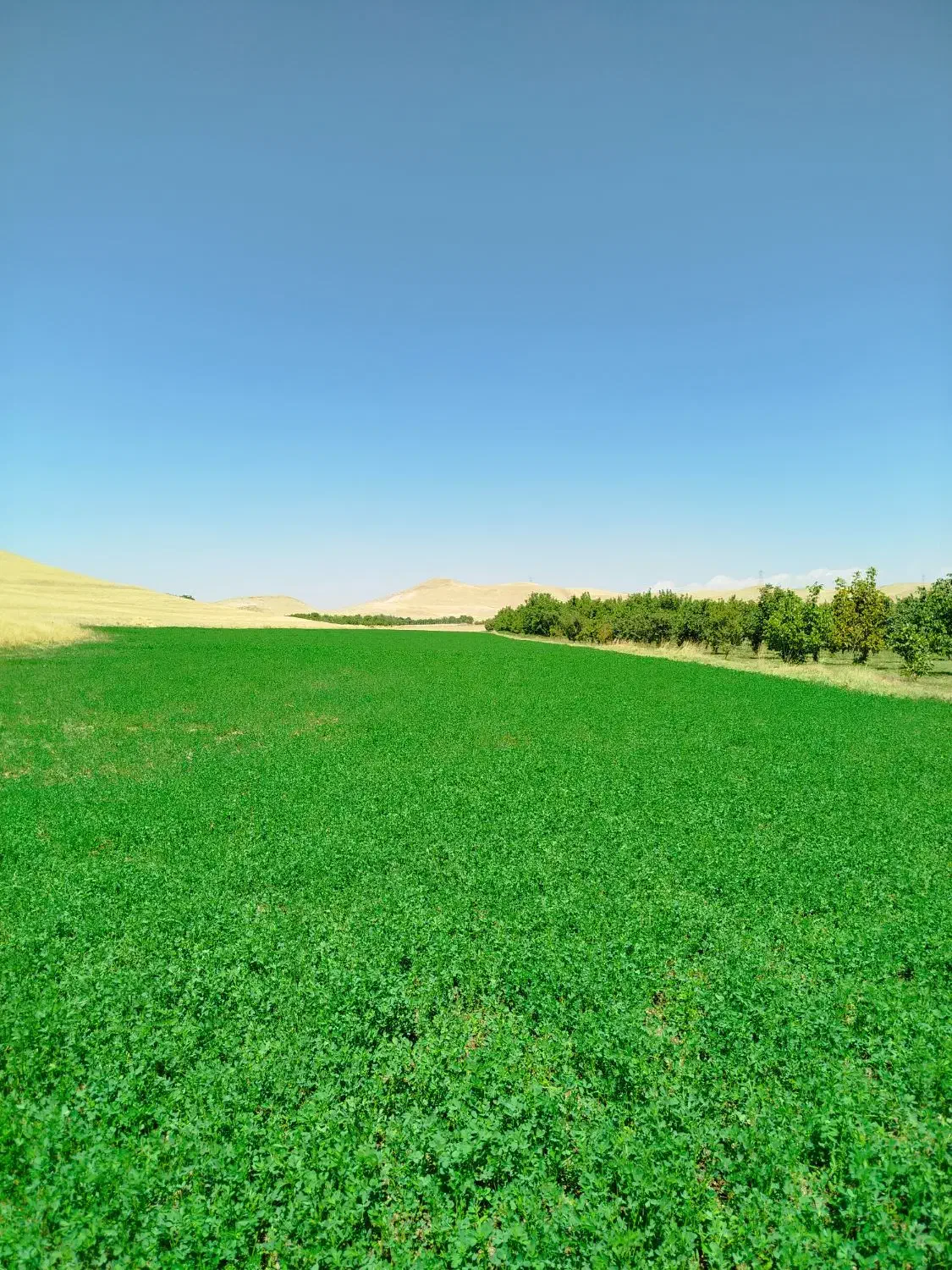 فروش زمین ۲۶۰۰|فروش زمین و ملک کلنگی|شاهین دژ, |دیوار