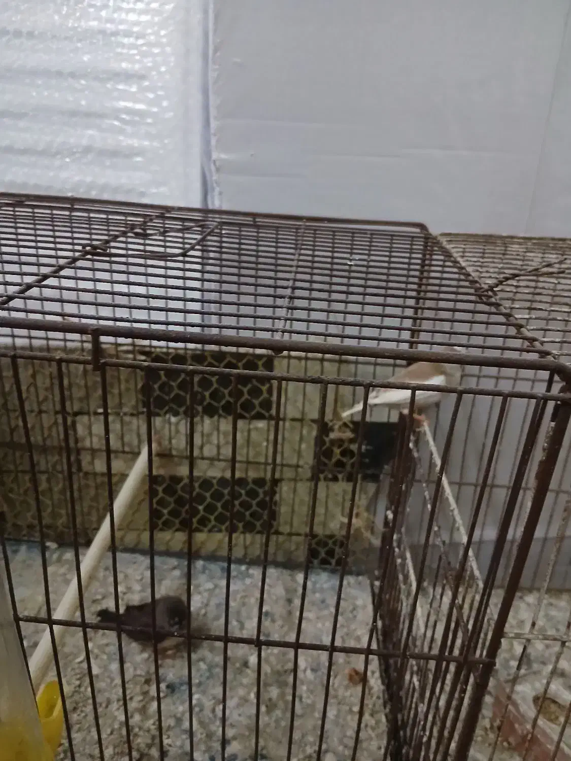 فنچ سالم|پرنده|رشت, سلیمانداراب|دیوار