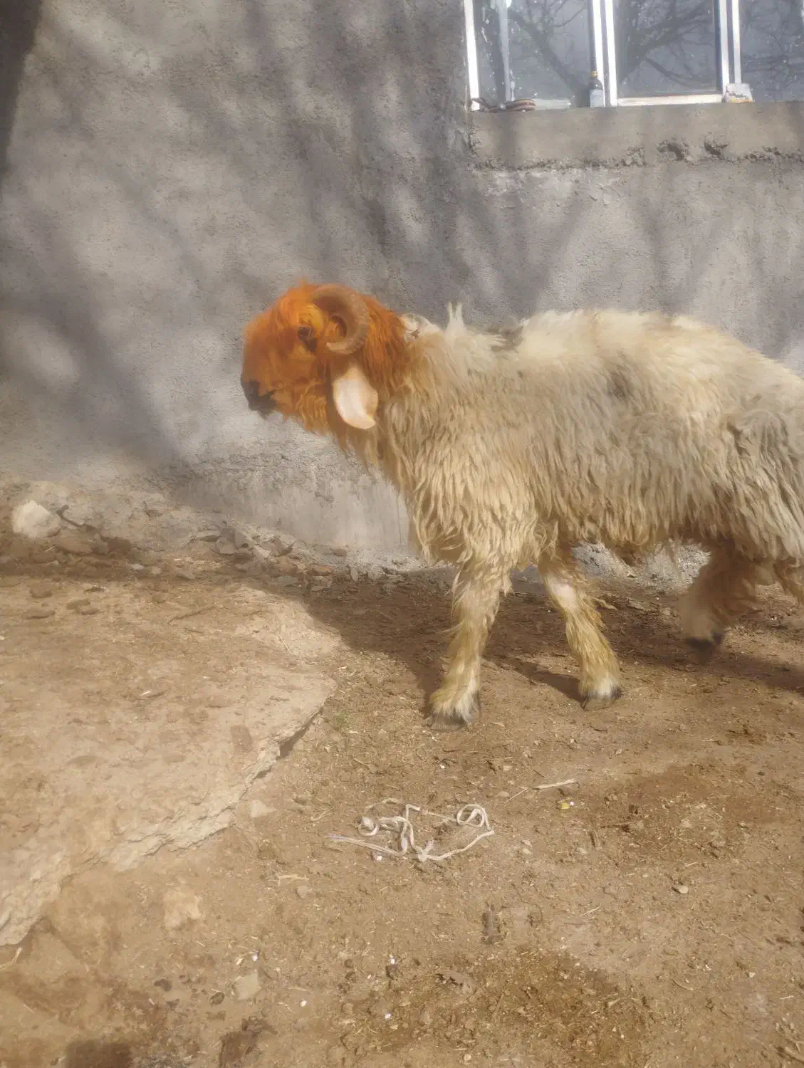 بره قوچی|حیوانات مزرعه|کوهرنگ, |دیوار