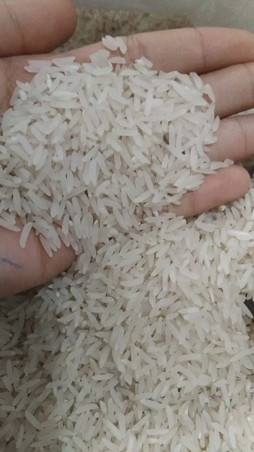 برنج فجر سوزنی|خوردنی و آشامیدنی|گرگان, |دیوار