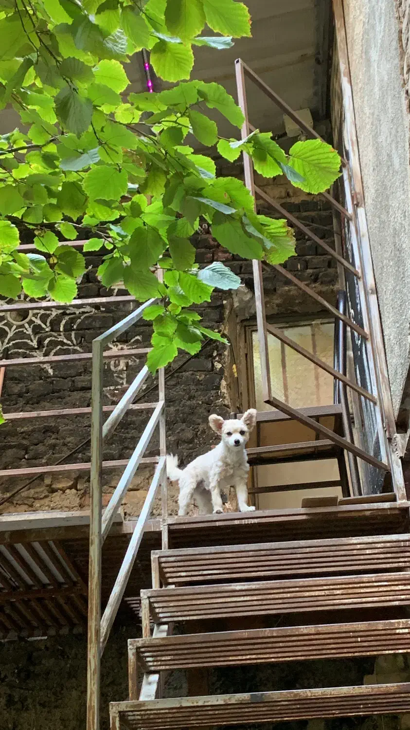 یک قلاده سگ پاکوتاه پیدا شده|سگ|مرند, |دیوار