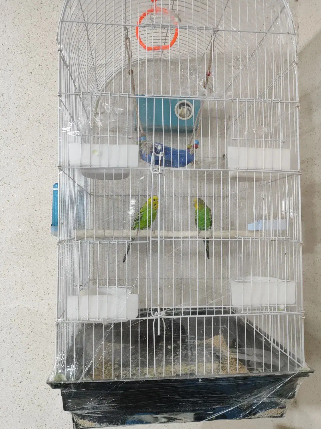 مرغ عشق|پرنده|سیرجان, |دیوار