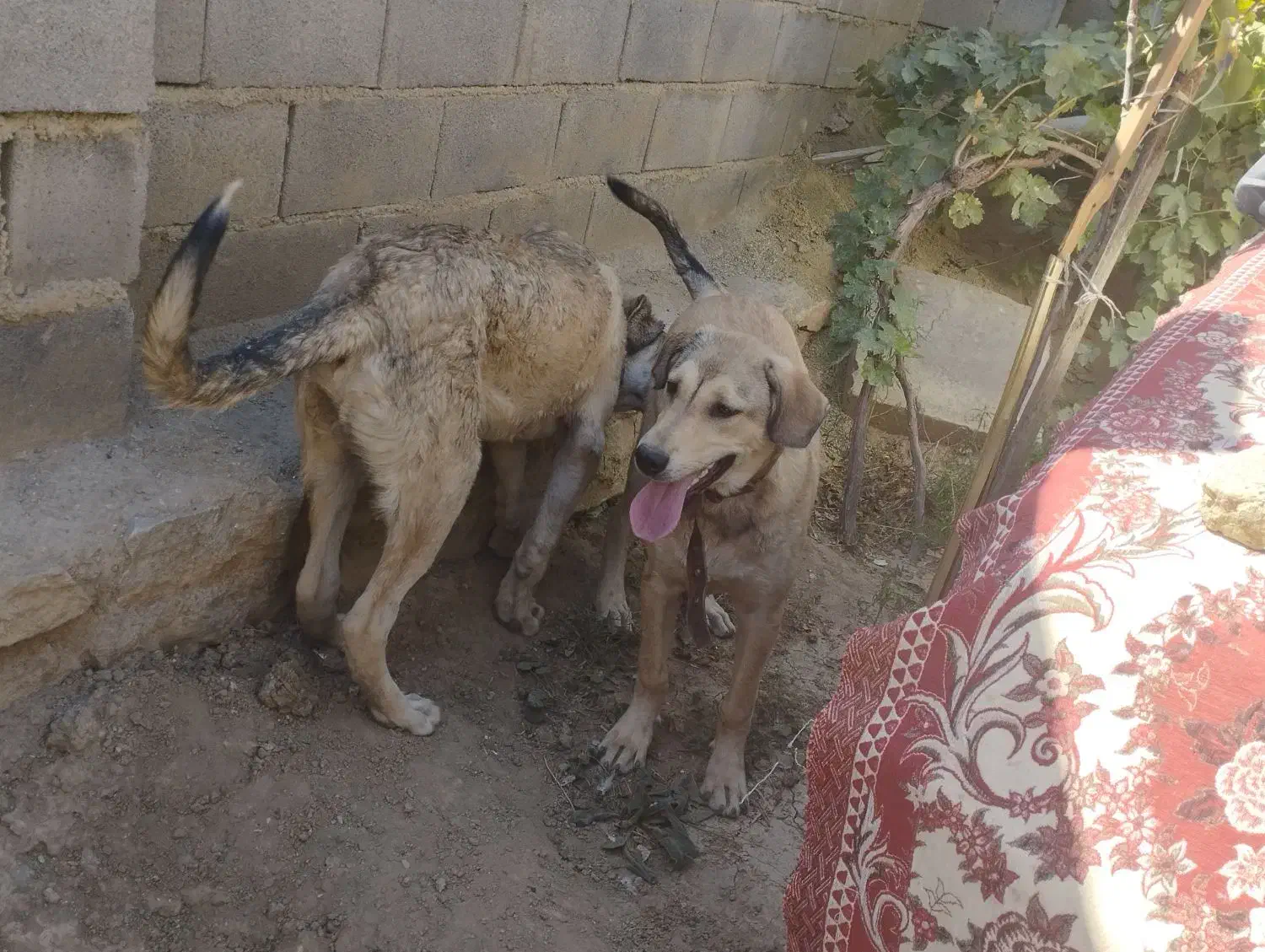 سلام توله ماده6ماحه پژدرتوله تبر قهرمان وحیدعباسی|سگ|همدان, |دیوار