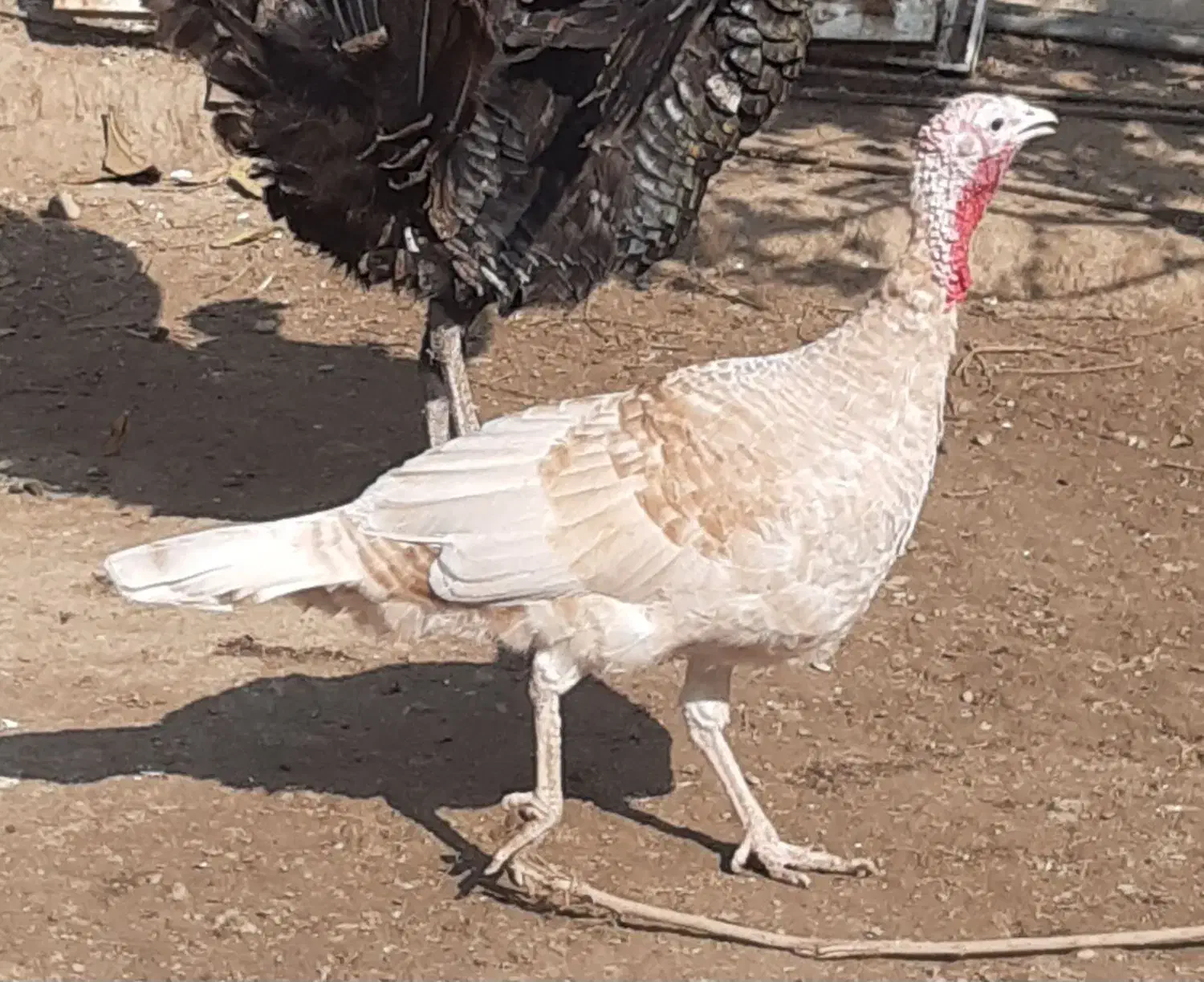 بغلمون|حیوانات مزرعه|گنبد کاووس, |دیوار