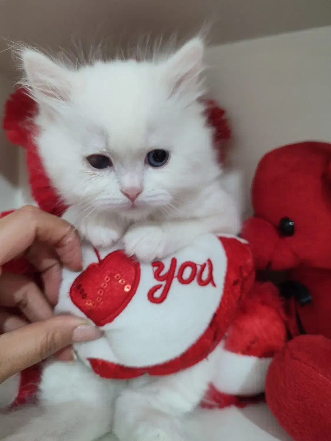 گربه ناز|گربه|ساری, |دیوار