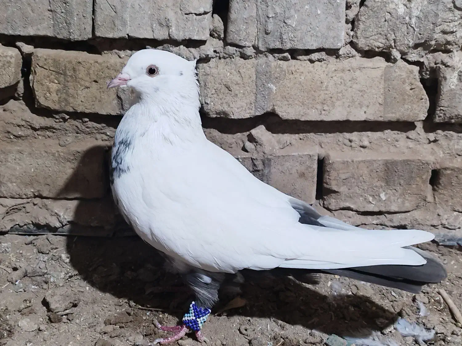 کبوتر دم قهوه ایی|پرنده|سوسنگرد, |دیوار