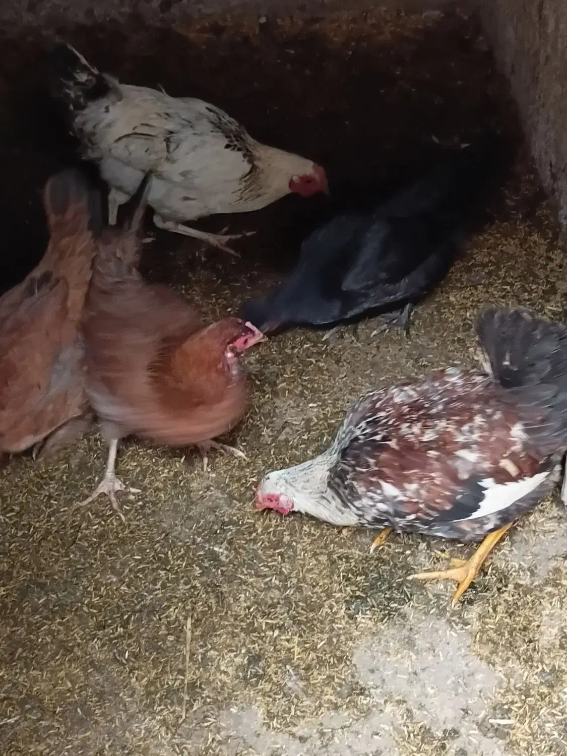 نیمچه|حیوانات مزرعه|شفت, |دیوار