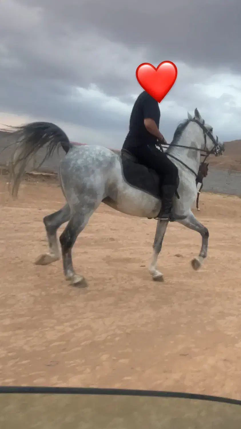 کره سهیل مریخ|اسب و تجهیزات اسب‌سواری|تبریز, |دیوار