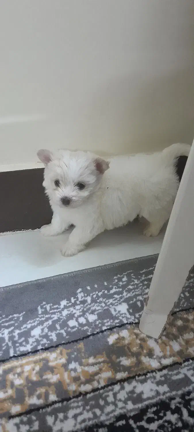 سگ پاپی شیتزو۲ماهه|سگ|برخوار, |دیوار