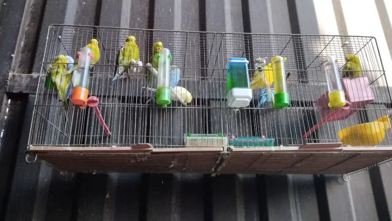 مرغ عشق مولد|پرنده|فردیس, سرحد آباد|دیوار