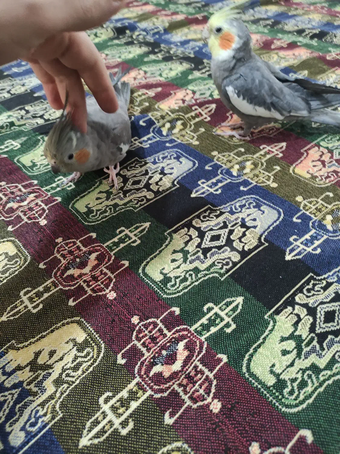 عروس هلندی جفت سخنگو|پرنده|صحنه, |دیوار