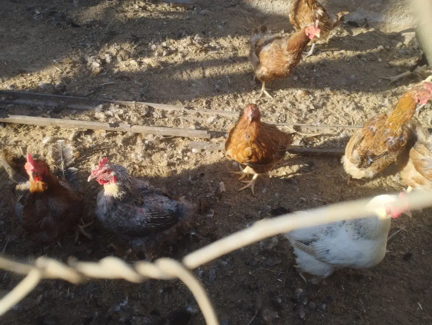 مرغ محلی|حیوانات مزرعه|قوچان, |دیوار