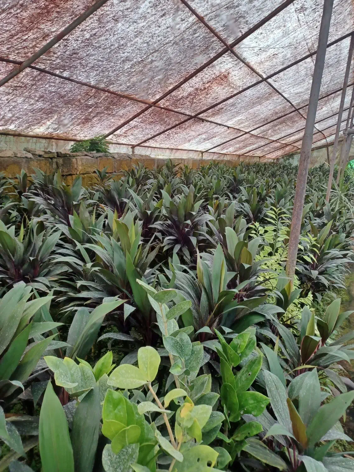 گل کردلین(دراسینا)|گل و گیاه طبیعی|عباسآباد, |دیوار