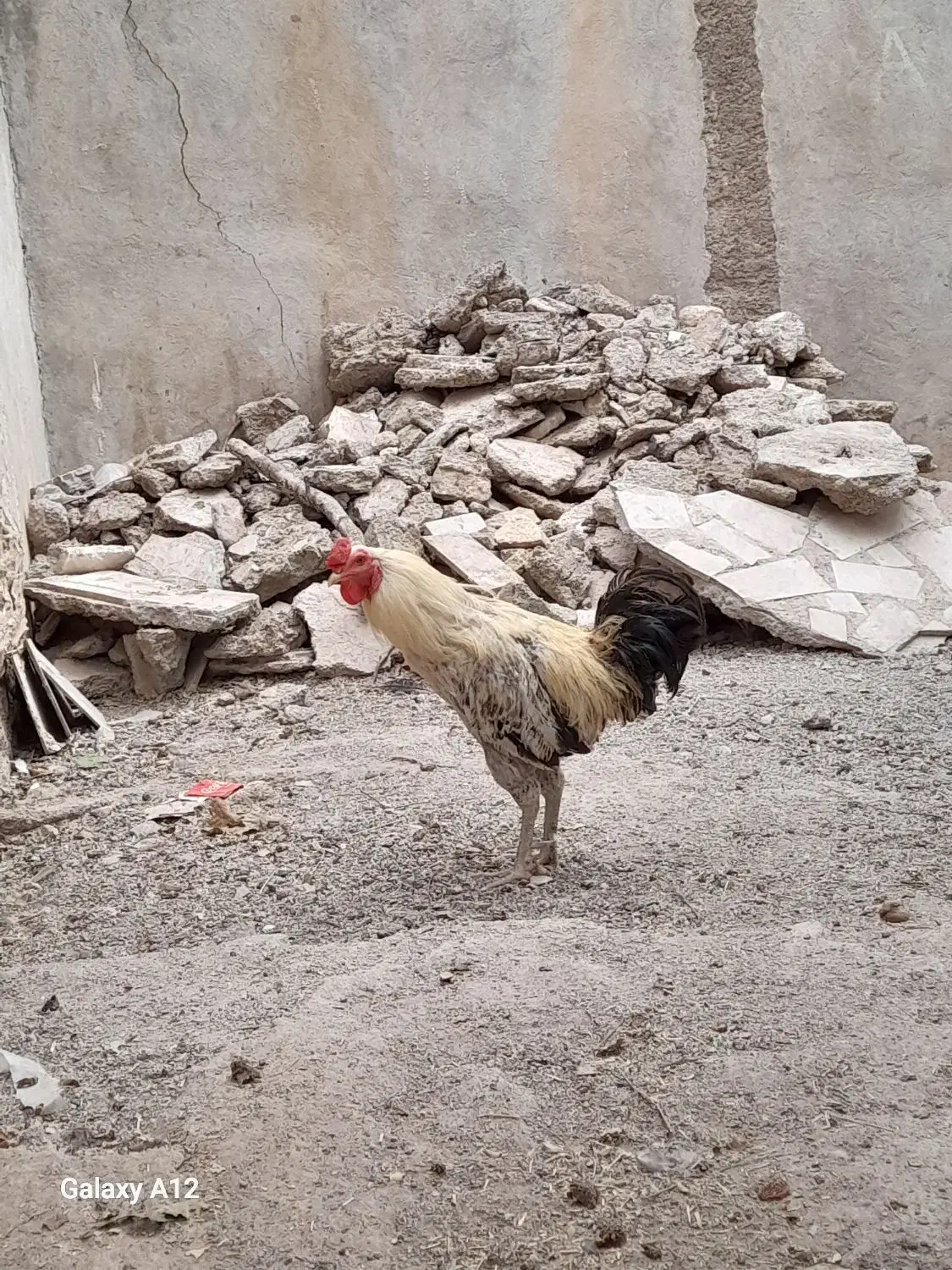 خروس رسمی محلی|حیوانات مزرعه|فشم, |دیوار