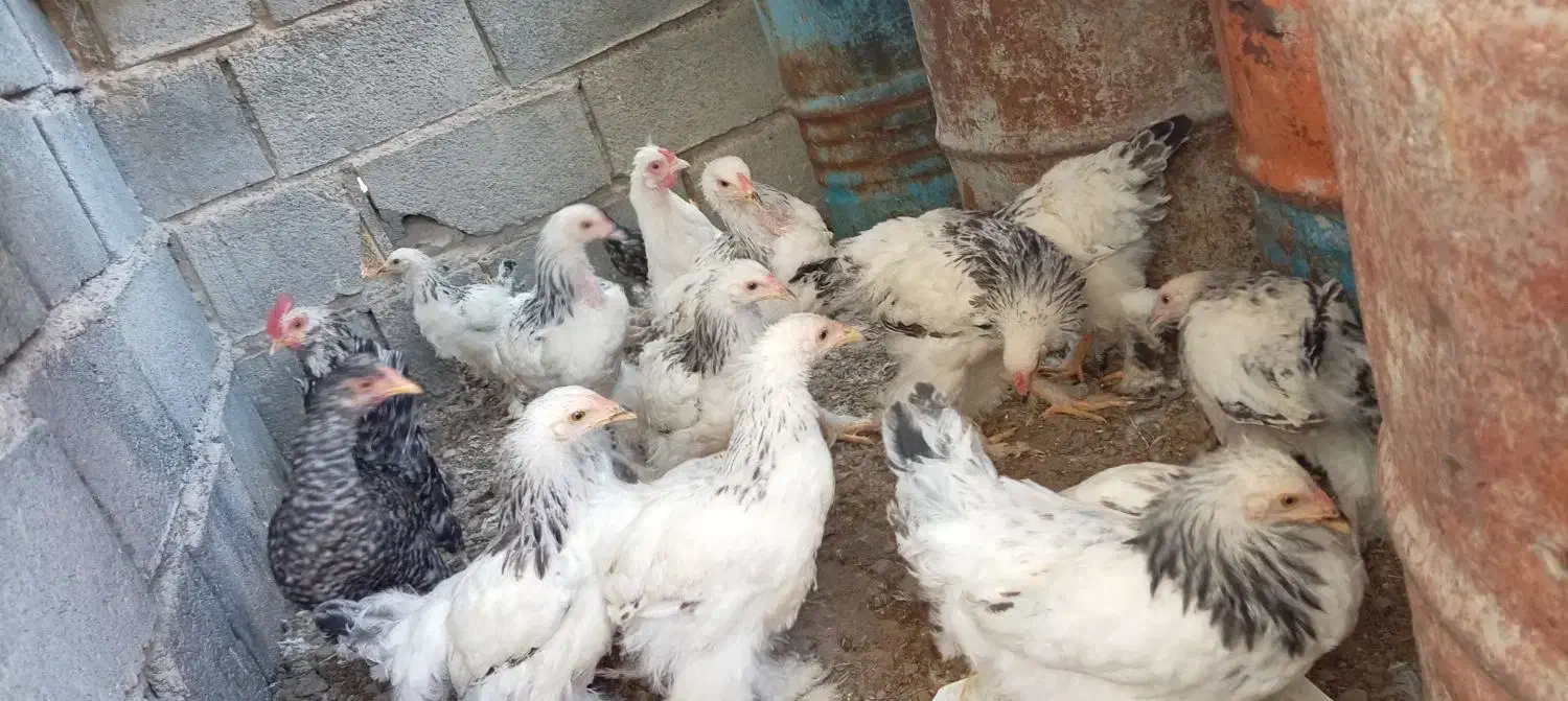 مرغ امپراطور|حیوانات مزرعه|سیستان, |دیوار