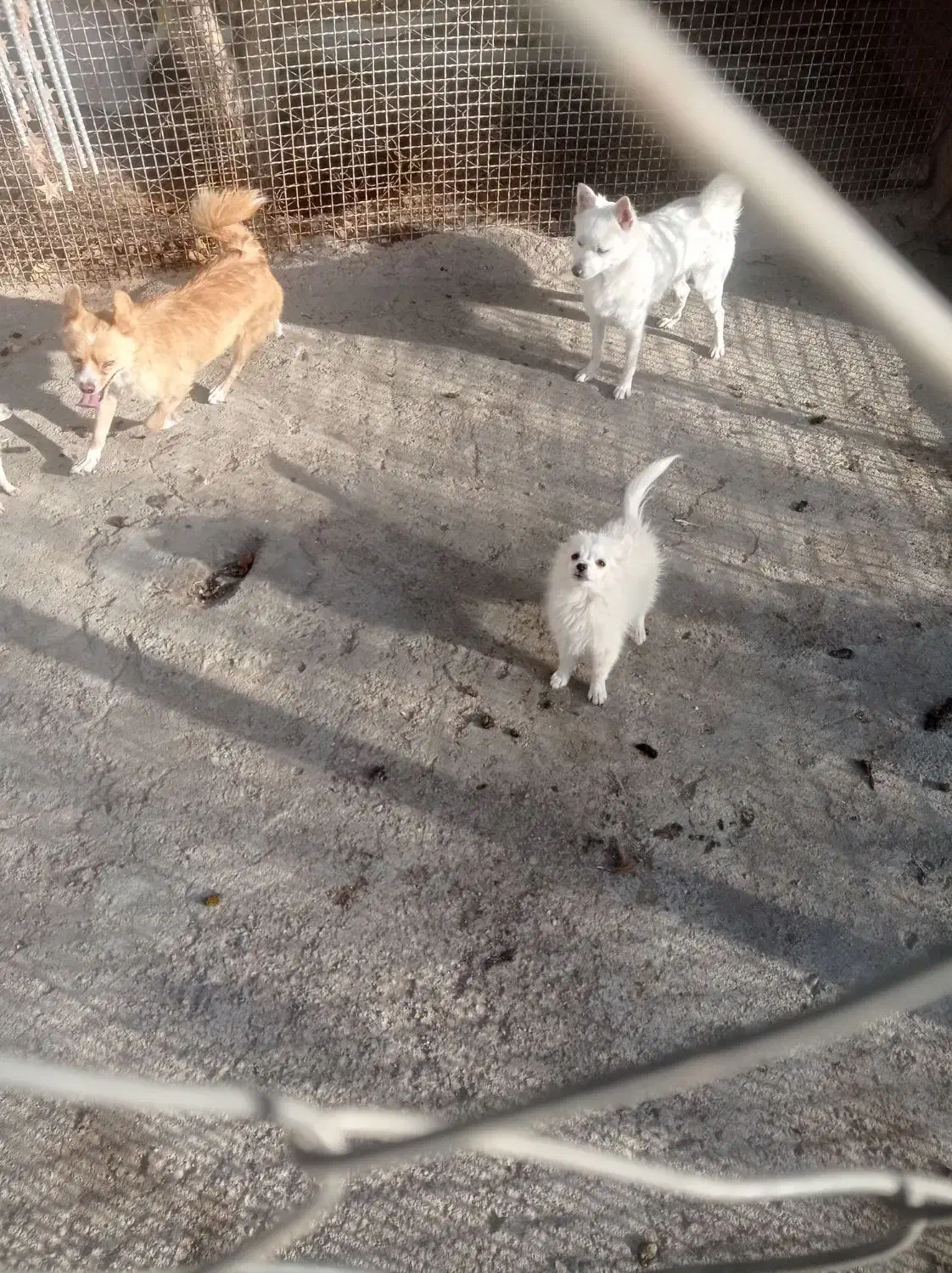 ۲ عدد سگ پامرین|سگ|قزوین, |دیوار