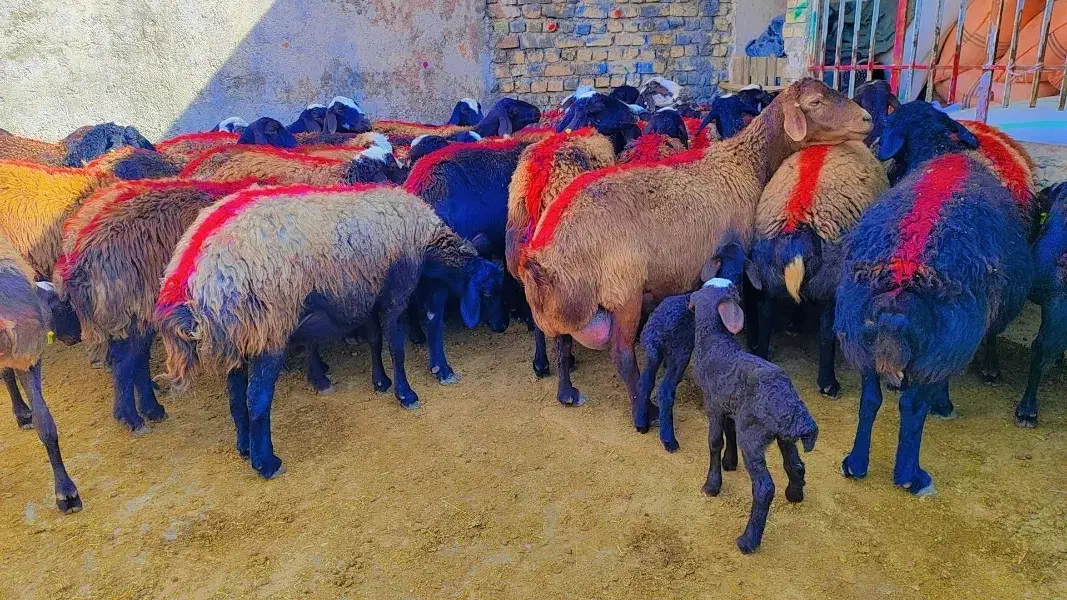 45 میش افشار آبستن جوان معاوضه با ماشین سواری|حیوانات مزرعه|رضویه, |دیوار